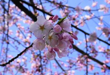 Fototapeta premium Delicate and beautiful cherry blossom on blue background. Sakura blossom. Japanese cherry blossom.