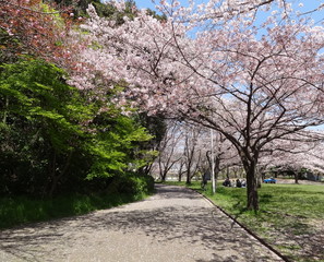 新川の桜