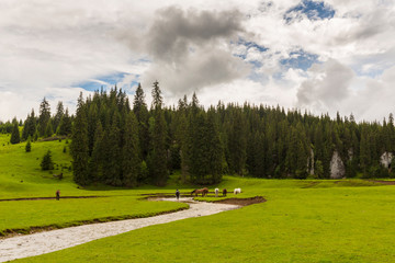 Summer scenery in Transylvania, with beautiful meadow and a lake in the mountains