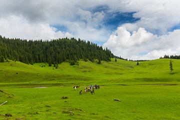 Naklejka premium Pristine valley and mountain meadow in a remote rural area in Romania