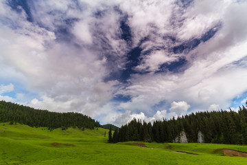 Fototapeta na wymiar Beautiful meadow in the mountains in summer, on a bright day