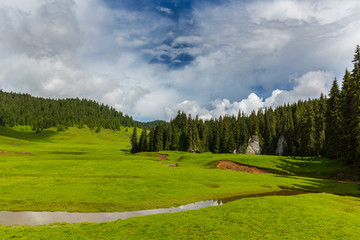 Beautiful meadow in the mountains in summer, on a bright day