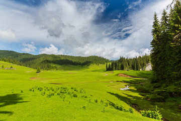 Beautiful meadow in the mountains in summer, on a bright day