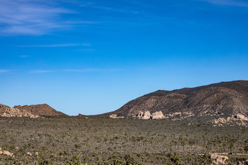ジョシュア・ツリー国立公園