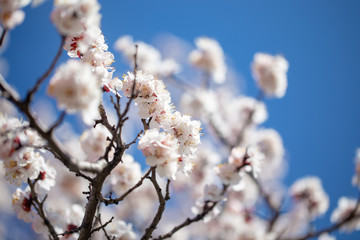 Spring flowers. Branches of flowering apricot against the blue sky. White blossom. Spring background.