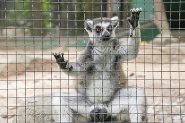 Ring-tailed Lemur (Lemur catta) in the zoo 