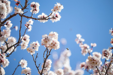 Spring flowers. Branches of flowering apricot against the blue sky. White blossom. Spring background.