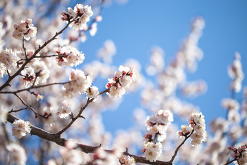 Spring flowers. Branches of flowering apricot against the blue sky. White blossom. Spring background.