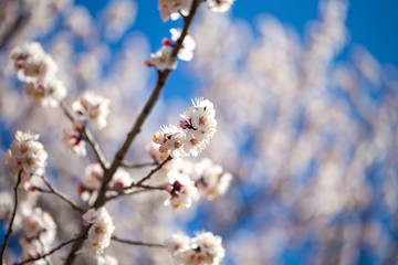 Spring flowers. Branches of flowering apricot against the blue sky. White blossom. Spring background.
