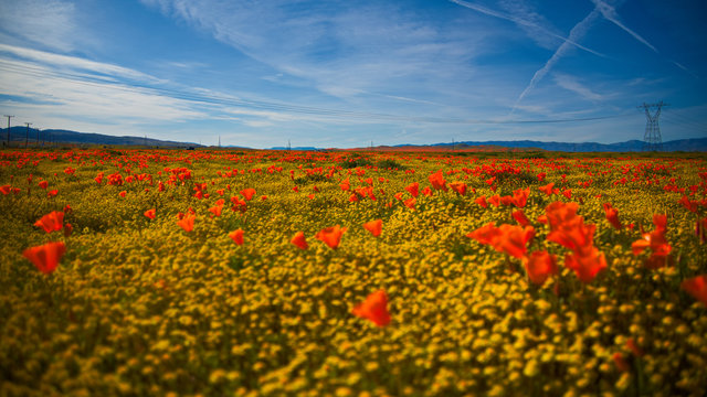 Antelope Valley Poppy Fields - Super Bloom