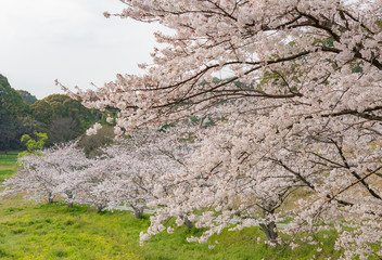cherryblossoms