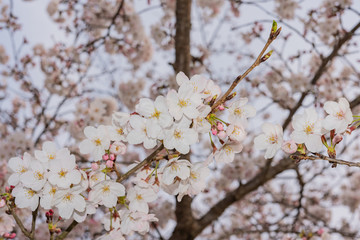 満開の花びら