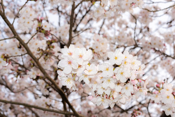 Obraz premium 花見