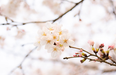 Obraz premium sakura