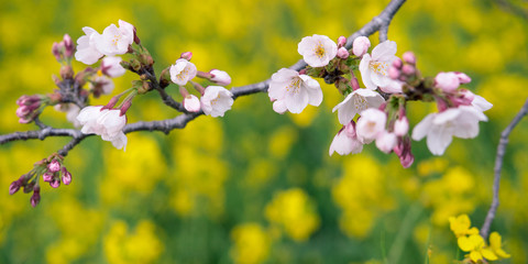 Cherry blossoms & canola flowers background　桜と菜の花 背景