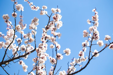 Spring flowers. Branches of flowering apricot against the blue sky. White blossom. Spring background.