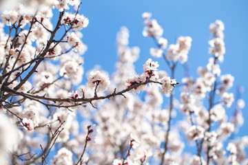 Spring flowers. Branches of flowering apricot against the blue sky. White blossom. Spring background.