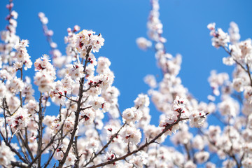 Spring flowers. Branches of flowering apricot against the blue sky. White blossom. Spring background.