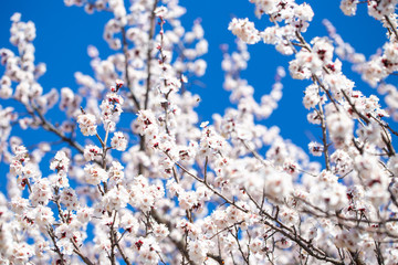 Spring flowers. Branches of flowering apricot against the blue sky. White blossom. Spring background.
