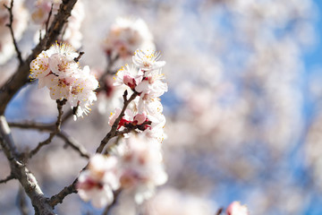 Naklejka premium Spring flowers. Branches of flowering apricot against the blue sky. White blossom. Spring background.
