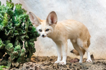 Fennec fox (Vulpes zerda). Wild life animal from North Africa