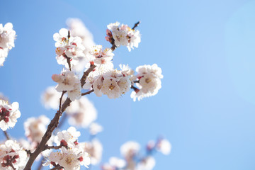 Spring flowers. Branches of flowering apricot against the blue sky. White blossom. Spring background.