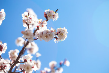 Spring flowers. Branches of flowering apricot against the blue sky. White blossom. Spring background.