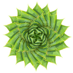 Spiral aloe succulent houseplant or desert plant vector illustration - obrazy, fototapety, plakaty