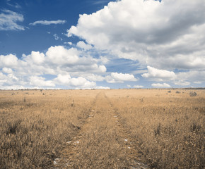 Fototapeta premium road in the fields