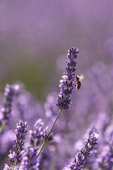 lavender in field and bee - 259457821