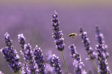 lavender on blue background - 259457826