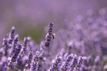lavender and bee - 259457843
