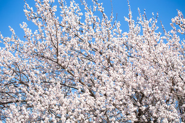 Spring flowers. Branches of flowering apricot against the blue sky. White blossom. Spring background.