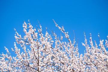 Spring flowers. Branches of flowering apricot against the blue sky. White blossom. Spring background.