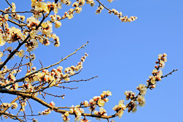 bloom of sakura in a local park under the open and blue sky on the background of the hotel