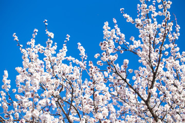 Spring flowers. Branches of flowering apricot against the blue sky. White blossom. Spring background.