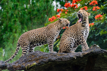 Two Javan leopards © Daniel Ferryanto