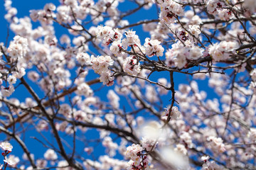 Spring flowers. Branches of flowering apricot against the blue sky. White blossom. Spring background.
