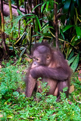 Orangutan Baby in the forest