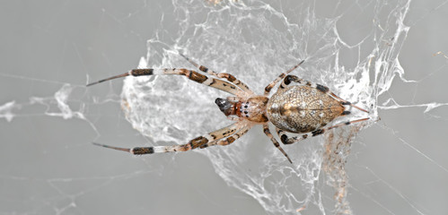 Macro Photo of Spider with Prey are on the Web