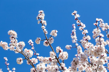 Spring flowers. Branches of flowering apricot against the blue sky. White blossom. Spring background.