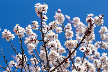 Spring flowers. Branches of flowering apricot against the blue sky. White blossom. Spring background.