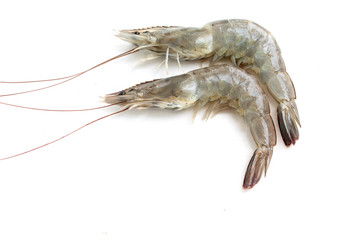 fresh shrimp isolated on white background