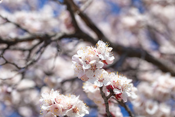 Spring flowers. Branches of flowering apricot against the blue sky. White blossom. Spring background.