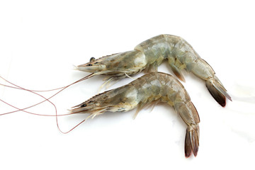 fresh shrimp isolated on white background