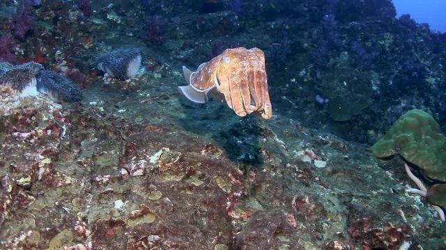 Mating Cuttlefish on a tropical coral reef (Richelieu Rock)