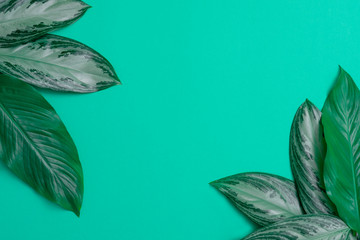 Tropical leaves on cyan background a space for text. Top view, flat lay
