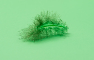 Single green feather against a green background
