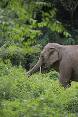 Obraz premium elephant in forest