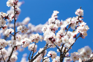 Spring flowers. Branches of flowering apricot against the blue sky. White blossom. Spring background.